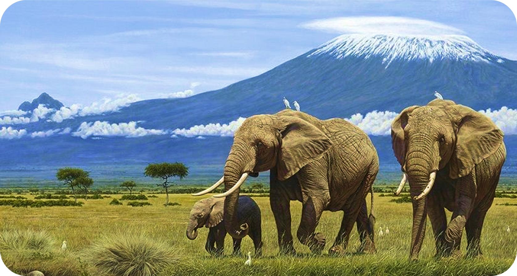 Africa is Calling