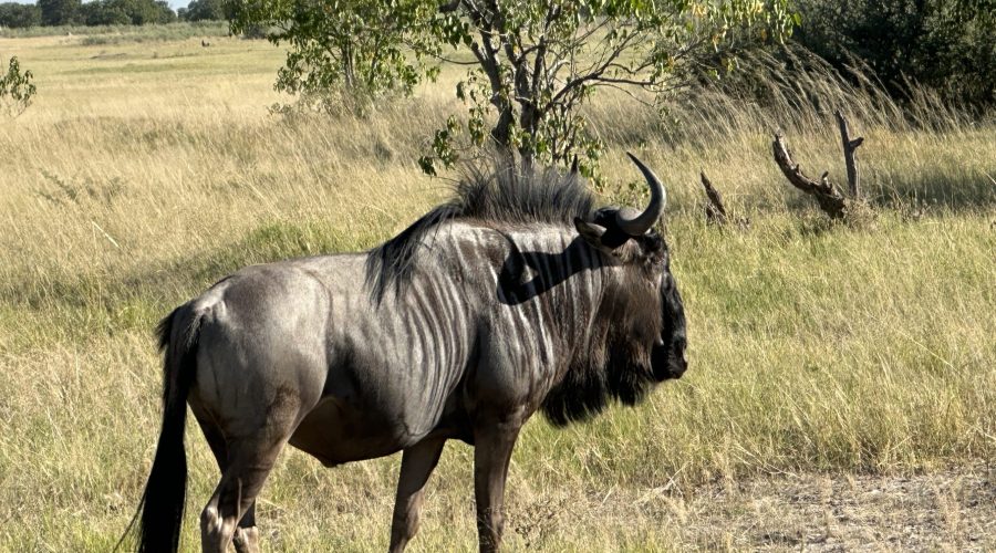 Moremi Game Reserve, Botswana